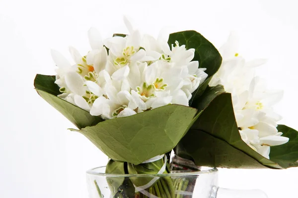 White snowdrops flowers closeup — Stock Photo, Image