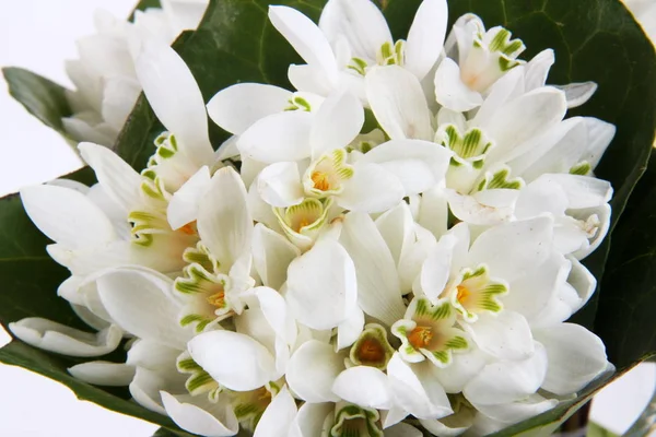 Beyaz kardelen çiçek portre — Stok fotoğraf