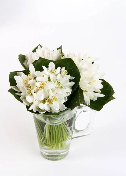 Белые подснежники цветы крупным планом — стоковое фото