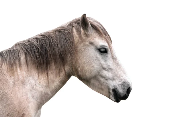 Portrét koně izolované na bílém — Stock fotografie