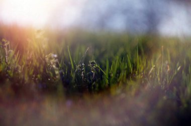 Bahar çimen, sığ Dof soyut resim