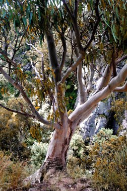 Tepede duran büyük ağacın dijital suluboya resmi