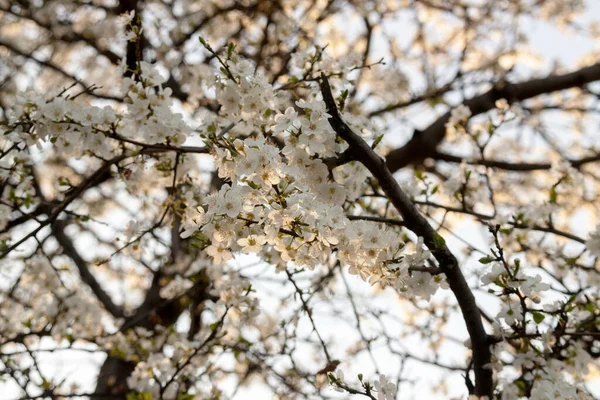 Lkbaharda Çiçek Açan Kayısı Çiçekleri — Stok fotoğraf