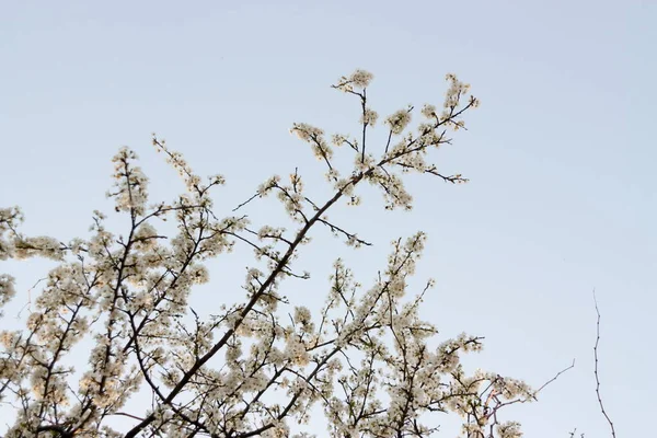 Kwiaty Moreli Kwitną Wiosną — Zdjęcie stockowe