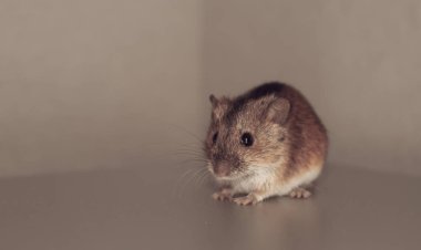 Ev faresi (Mus musculus)