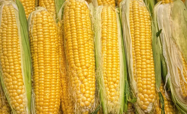 Yeşil yaprakları olgun Mısır.