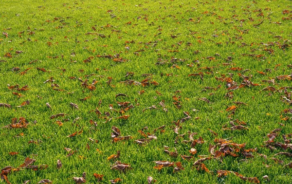 Hierba verde cubierta de hojas secas . — Foto de Stock