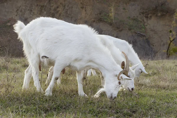 Las cabras pastan en un prado . —  Fotos de Stock