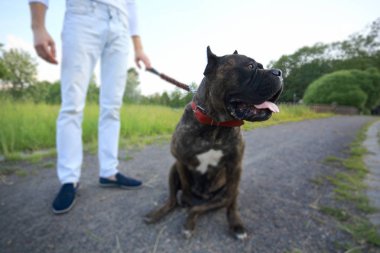 evde beslenen hayvan köpek sahibiyle parkta yürüyüş