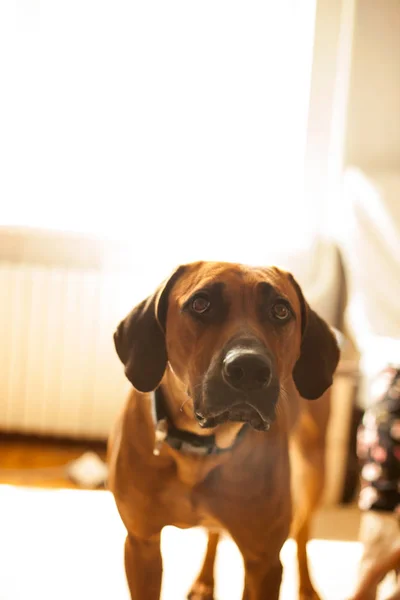 Casa perro grande está en el pasillo y mirando — Foto de Stock