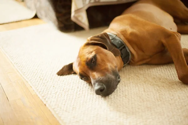 Belföldi kutya feküdt a folyosón, az emeleten — Stock Fotó