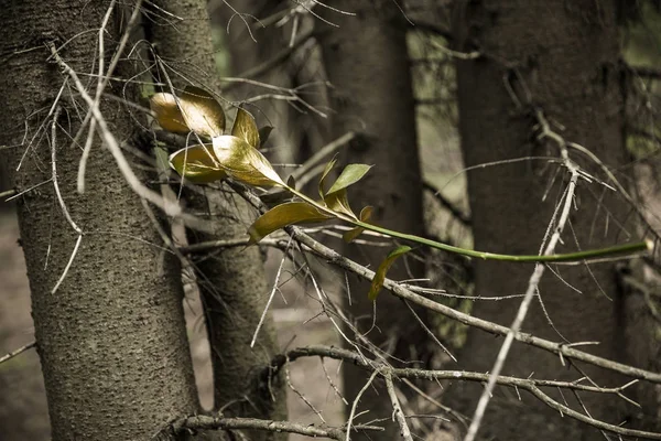 Olivkvist mot bakgrund av trädstammar — Stockfoto