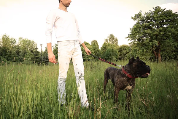 Hund på promenad med ägaren i parken — Stockfoto