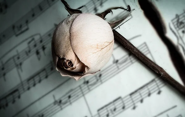 Концепція часу. жовта троянда на музичному аркуші — стокове фото