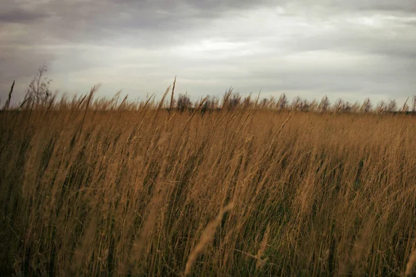夕方の小麦畑の背景画像. — ストック写真