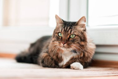 Kapat. Aşk kelimesi şenlikli bir arka planda.