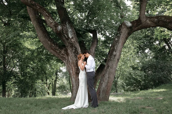 Heureux jeunes mariés baiser près d'un grand arbre de propagation — Photo
