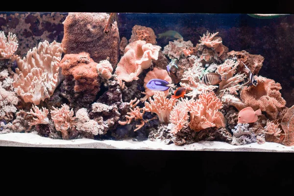 Aquarium sea fish in a home aquarium. — Stock Photo, Image