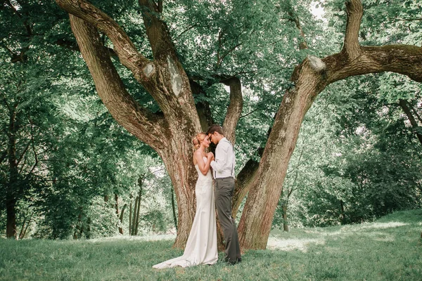 Happy newlyweds kiss near a large spreading tree — Stock Photo, Image