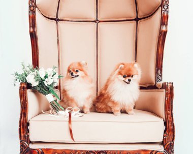 Düğün buketi ve tahtta oturan bir çift şirin köpek..