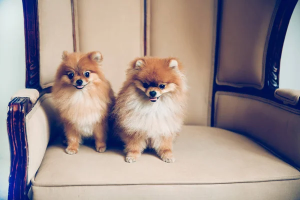 Pair of cute Spitz dogs sitting on the wedding throne — Zdjęcie stockowe