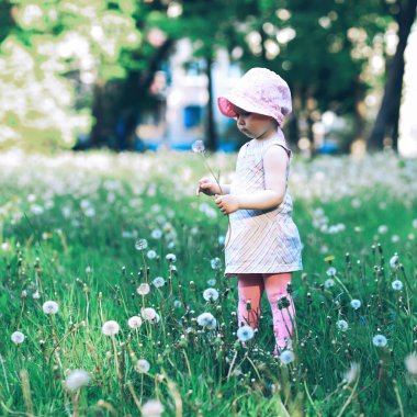 Küçük kız çayırda karahindiba topluyor.