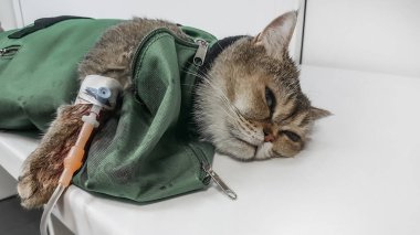 Hasta kedi hastanede ameliyat masasında yatıyor.