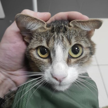 Kapatın. Hasta kedi cerrahın elinde.