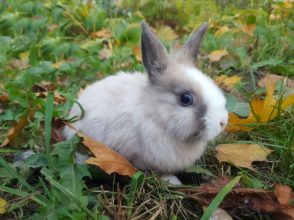 Maison lapin sur la pelouse près de la maison — Photo