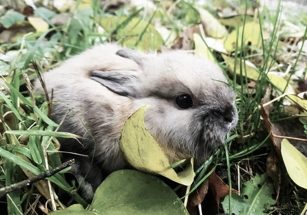 Cerca up.little conejo gris sentado en la hierba —  Fotos de Stock