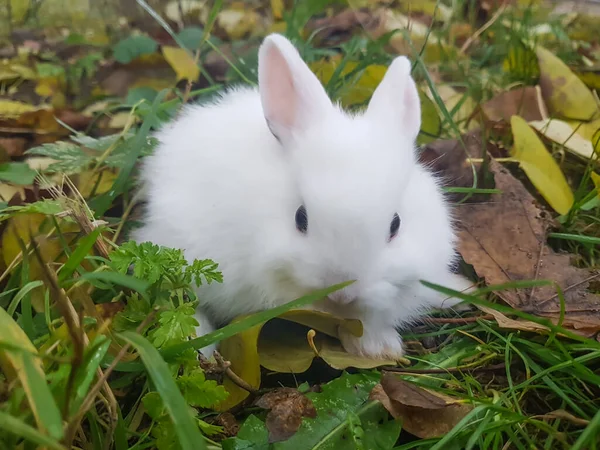 Zamknij się.biały mały królik siedzi na trawie. — Zdjęcie stockowe