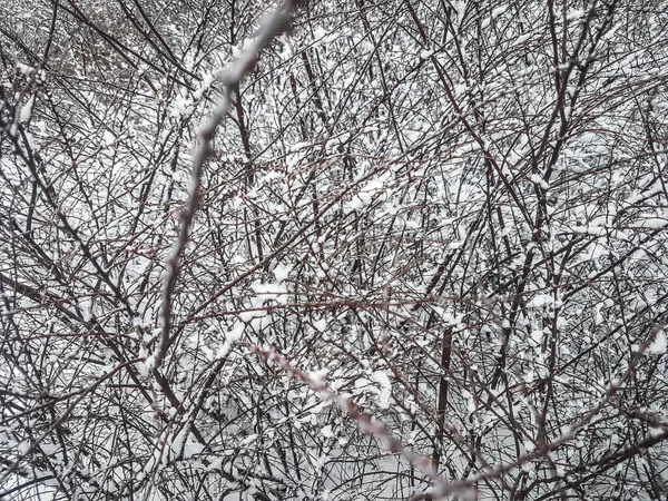 Winter branches of trees in hoarfrost on background snow and white sky — Stock Photo, Image