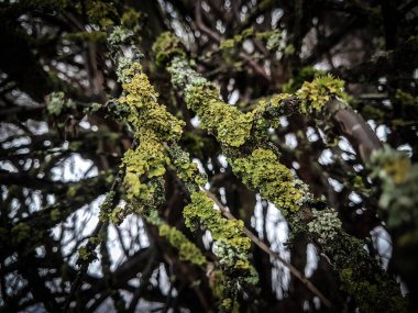 Kapat. Ağaç dalları liken ile kaplıdır.