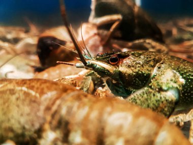 Kapat. Tatlı su kerevitli güzel bir akvaryum..
