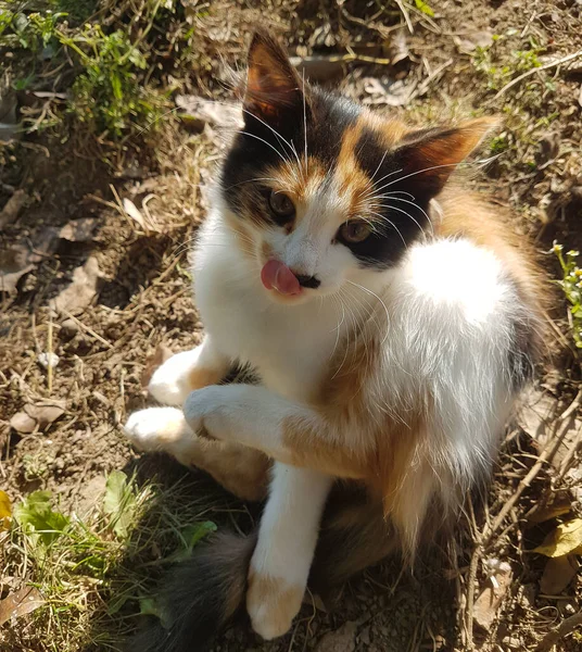 가을 초원에 사는 귀여운 집없는 새끼 고양이. — 스톡 사진