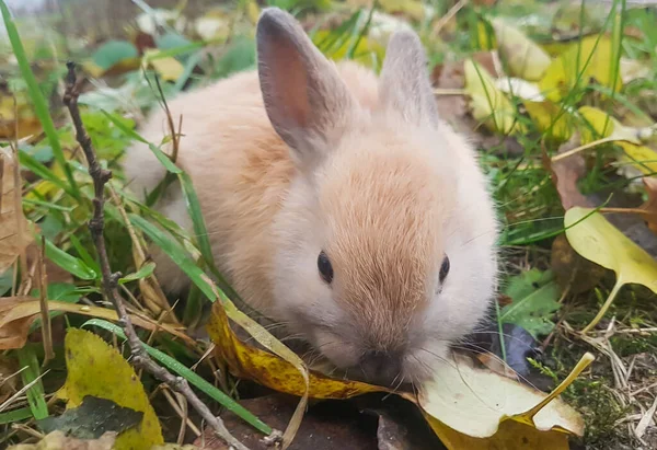 가까이. 잔디에 앉아 있는 작은 회색 토끼 — 스톡 사진