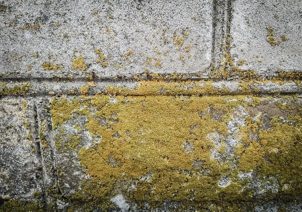 Vicino. Lichene giallo sulla parete del vecchio edificio — Foto Stock