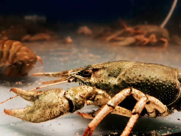 Fecha. lagostins em um aquário espaçoso . — Fotografia de Stock