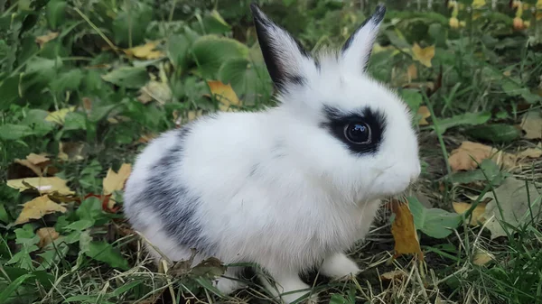 Aus nächster Nähe. Ein hübsches Kaninchen sitzt auf dem Gras. — Stockfoto