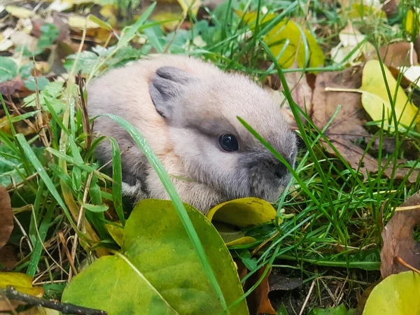 Cerca up.little conejo gris sentado en la hierba — Foto de Stock