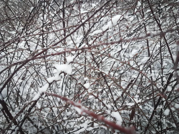 Zimní větve stromů v jinovatce na pozadí sněhu a bílá obloha — Stock fotografie