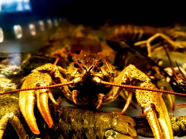 Vicino. gamberi dietro l'acquario di vetro — Foto Stock