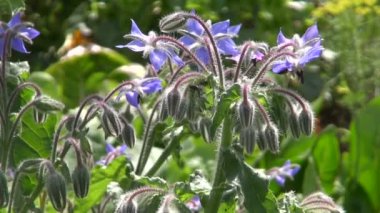 Arılar ve hodan uçar