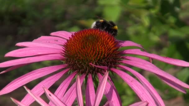 大黄蜂对紫锥菊 — 图库视频影像