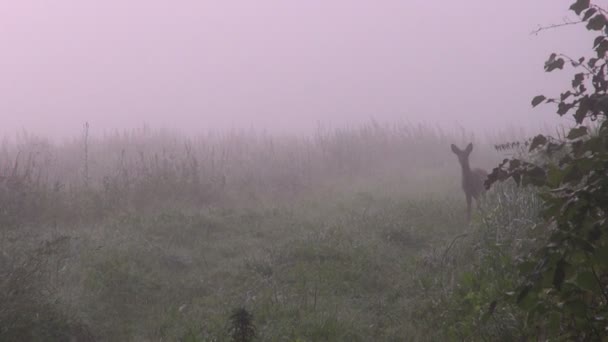 年轻人好奇獐鹿在草地上 — 图库视频影像