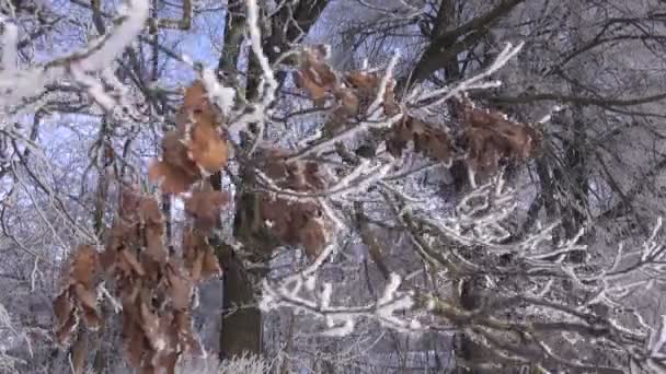 Ветка дуба покрытая льдом — стоковое видео