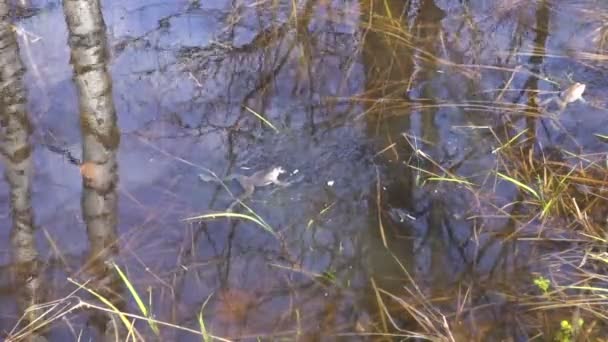 Desove de ranas pantanosas — Vídeo de stock