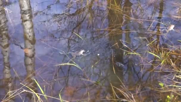 Grenouilles des marais frayant 