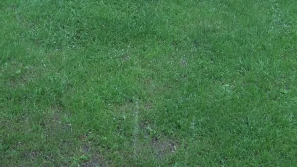 Rain hail shower falling on lawn — Stock Video