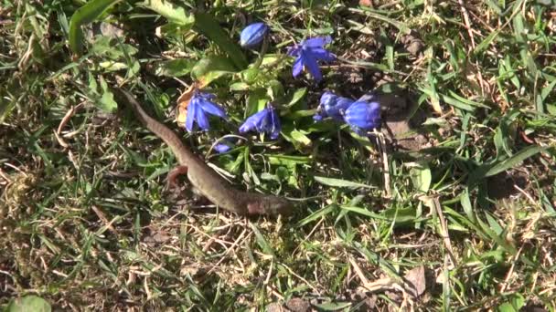 Newt Triturus vulgaris crawling — Stock Video